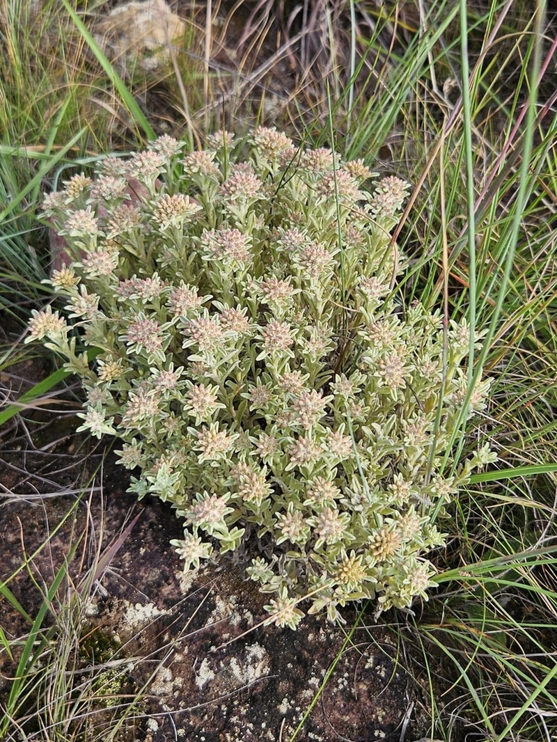 Helichrysum spiralepis photo 4