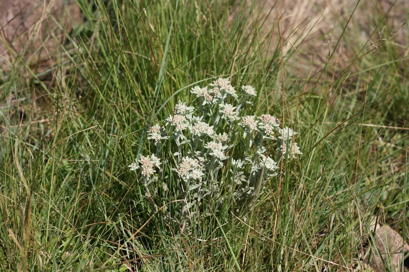 Helichrysum spiralepis photo 5