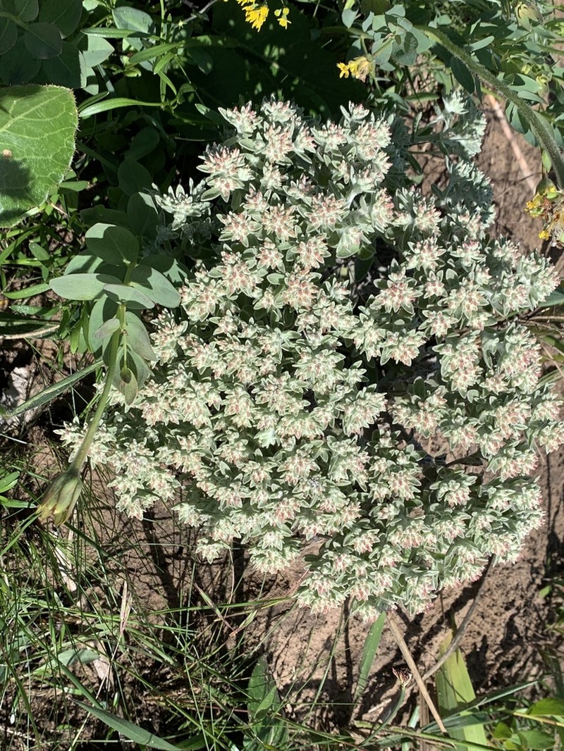 Helichrysum spiralepis photo 6