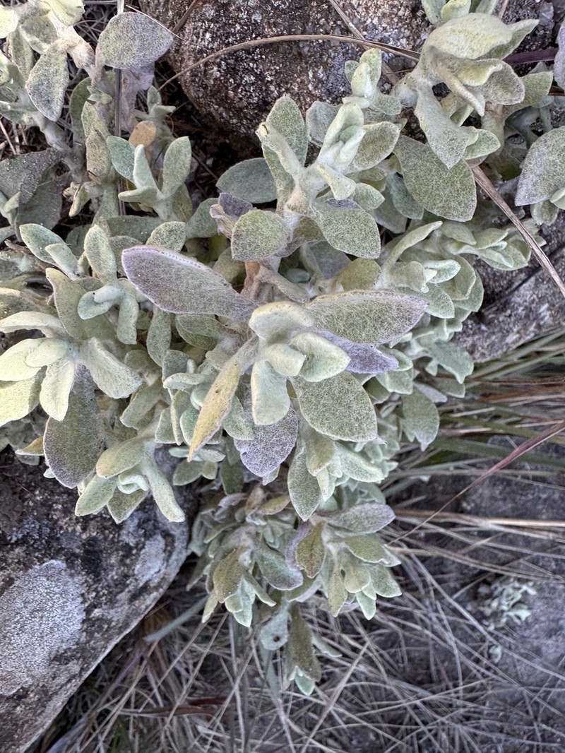 Helichrysum spiralepis photo 7
