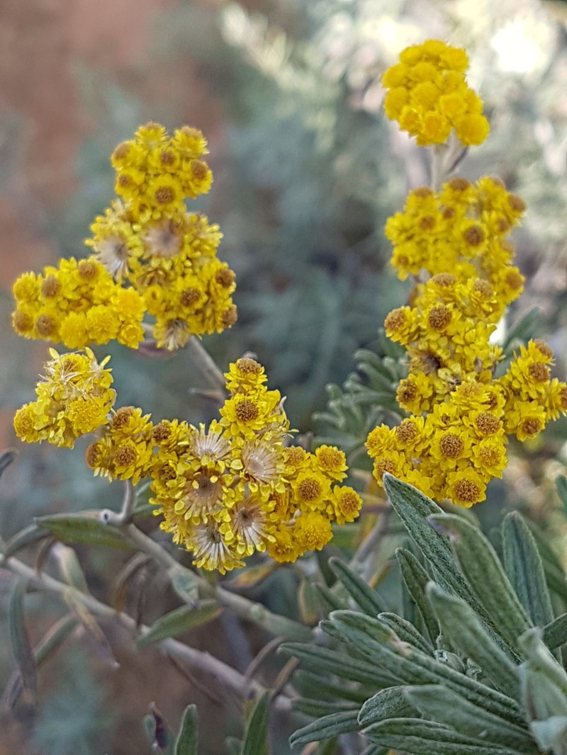 Helichrysum splendidum