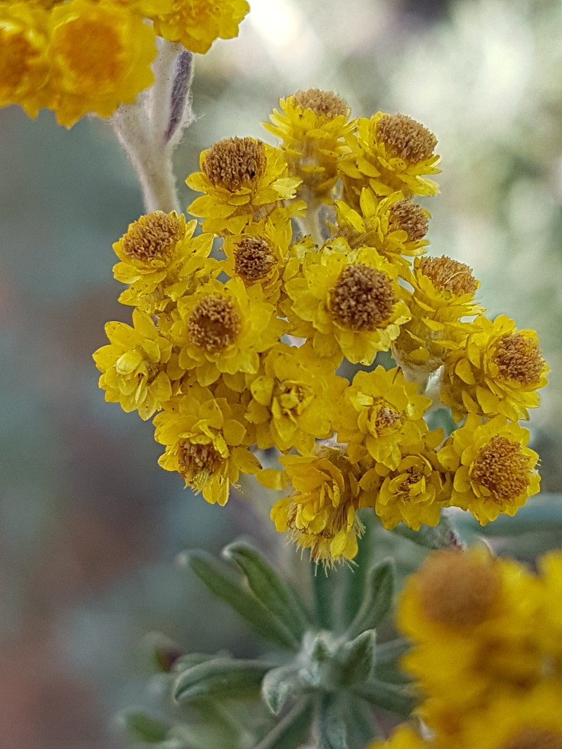 Helichrysum splendidum photo 2