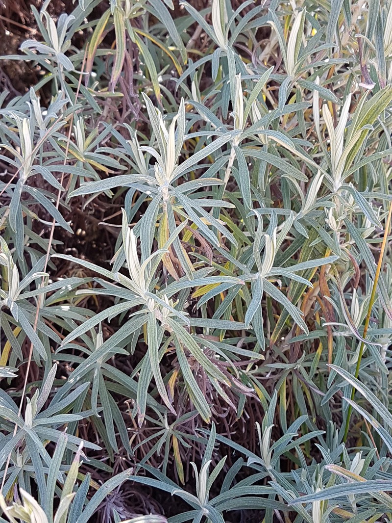 Helichrysum splendidum photo 3