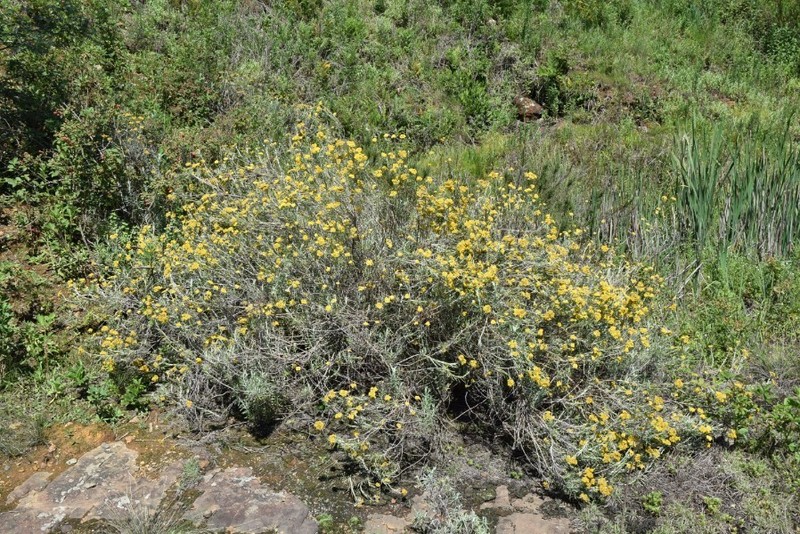 Helichrysum splendidum photo 4