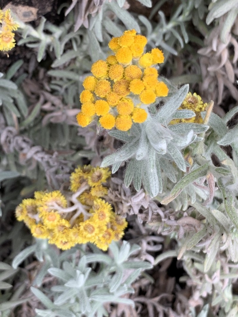 Helichrysum splendidum photo 5