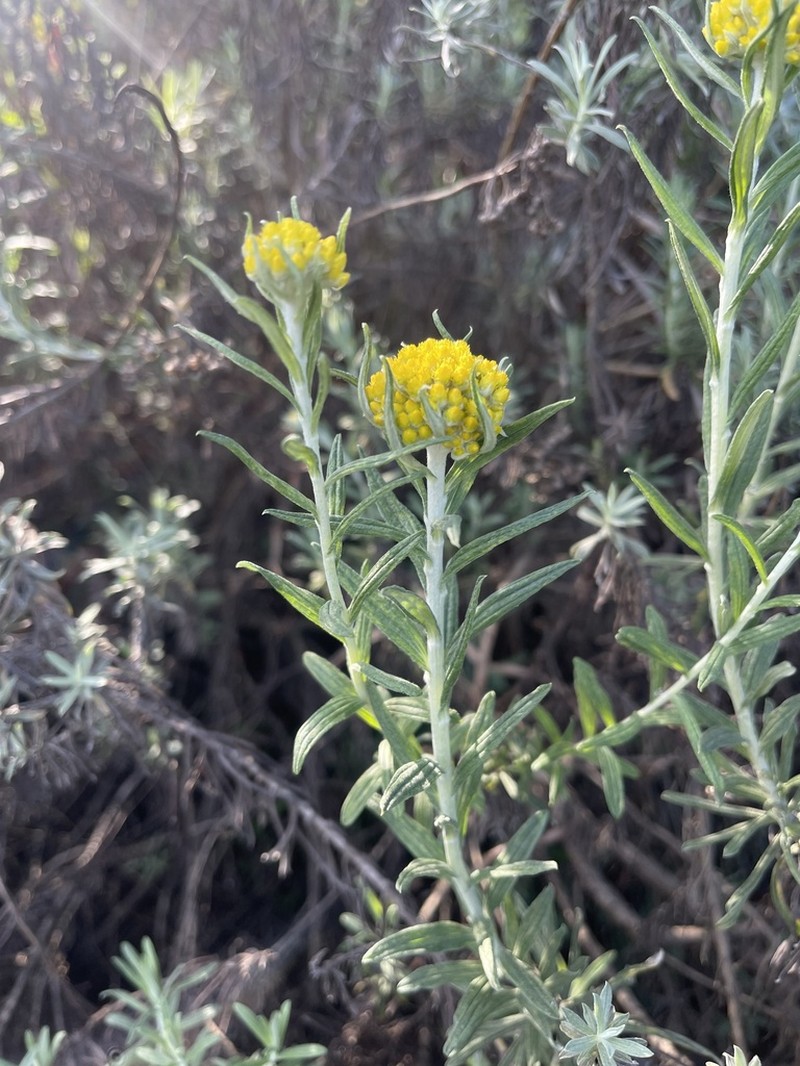 Helichrysum splendidum photo 6