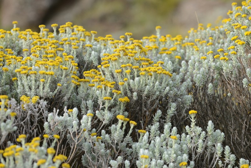 Helichrysum splendidum photo 7