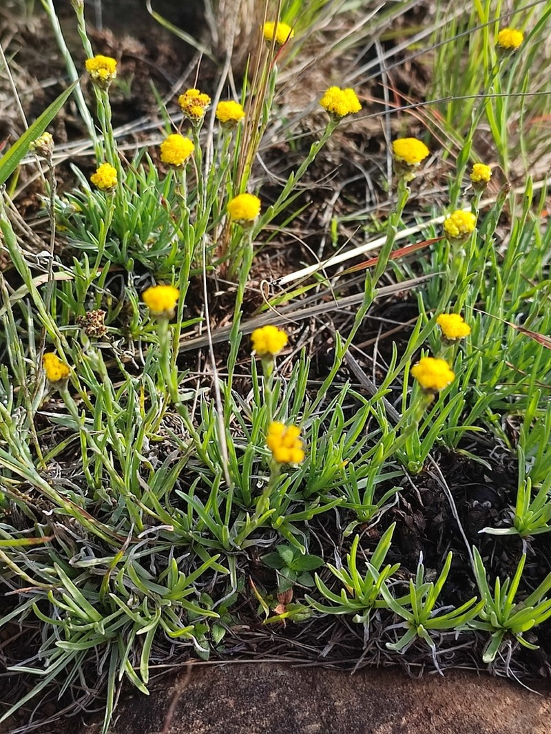Helichrysum spodiophyllum