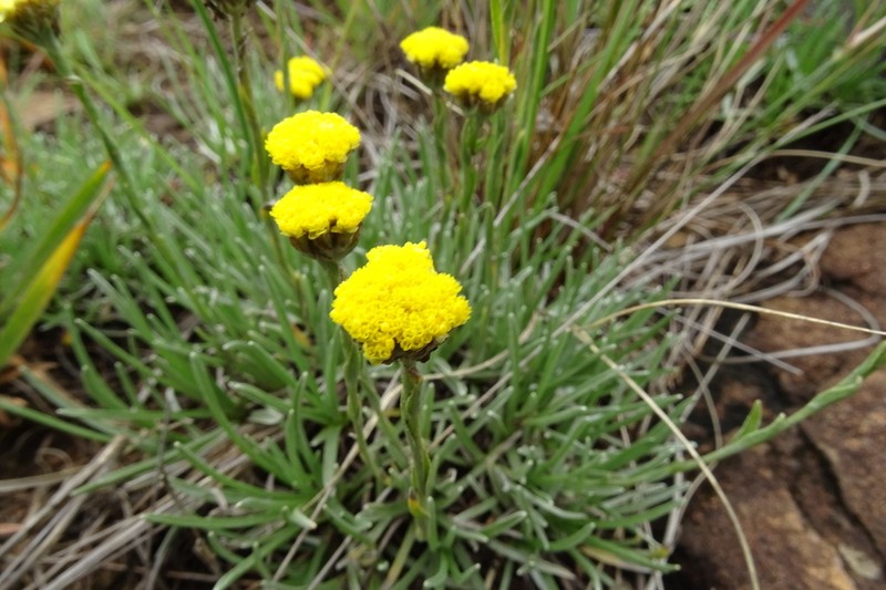 Helichrysum spodiophyllum photo 2