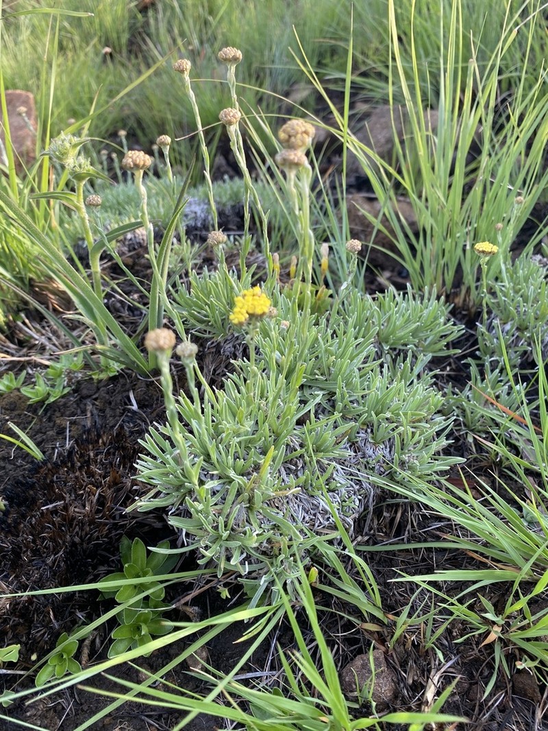 Helichrysum spodiophyllum photo 3