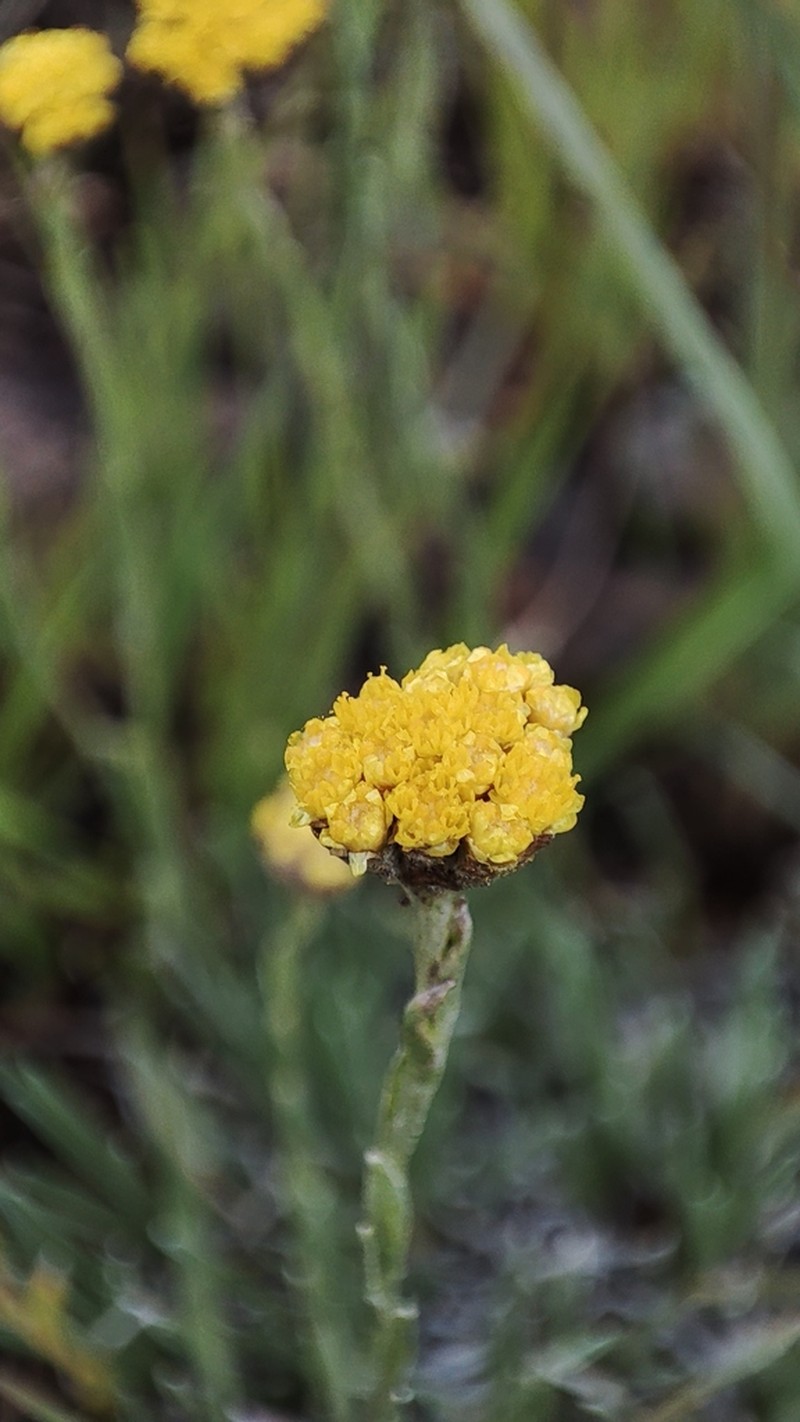 Helichrysum spodiophyllum photo 4