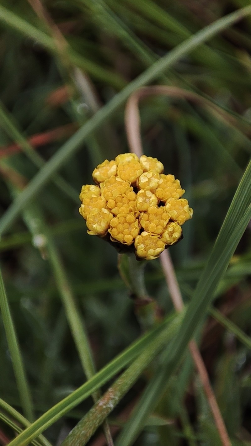 Helichrysum spodiophyllum photo 6