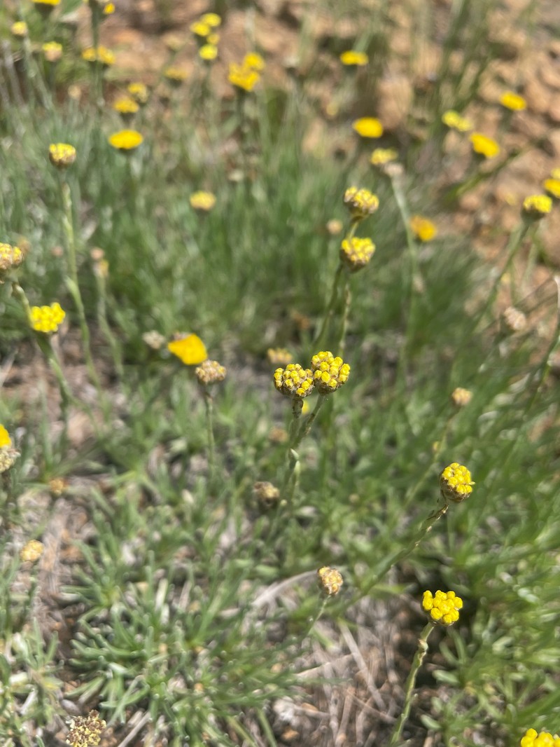 Helichrysum spodiophyllum photo 7
