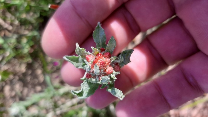 Helichrysum stellatum