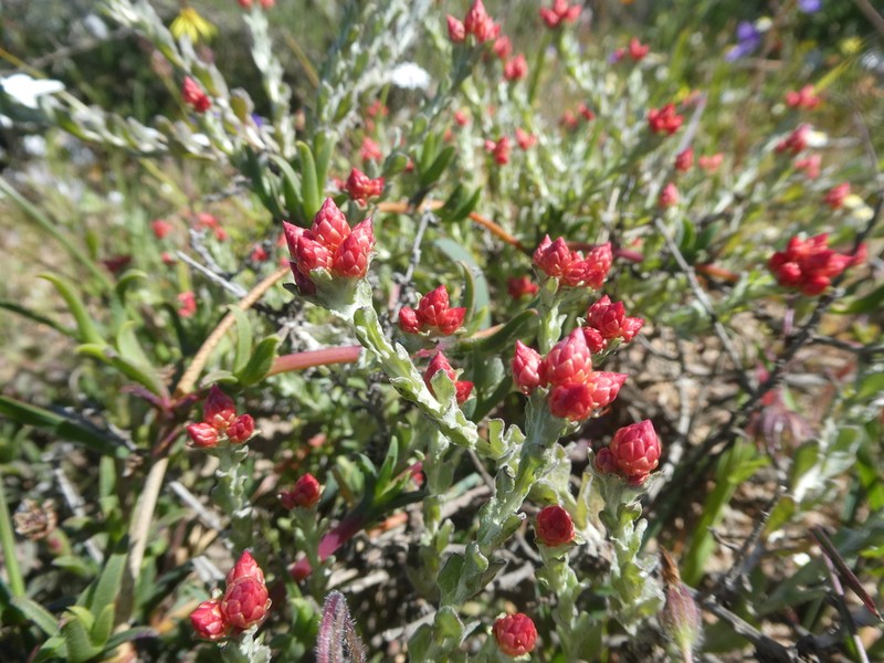 Helichrysum stellatum photo 2