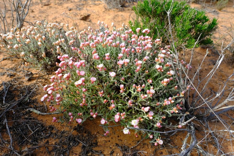 Helichrysum stellatum photo 3