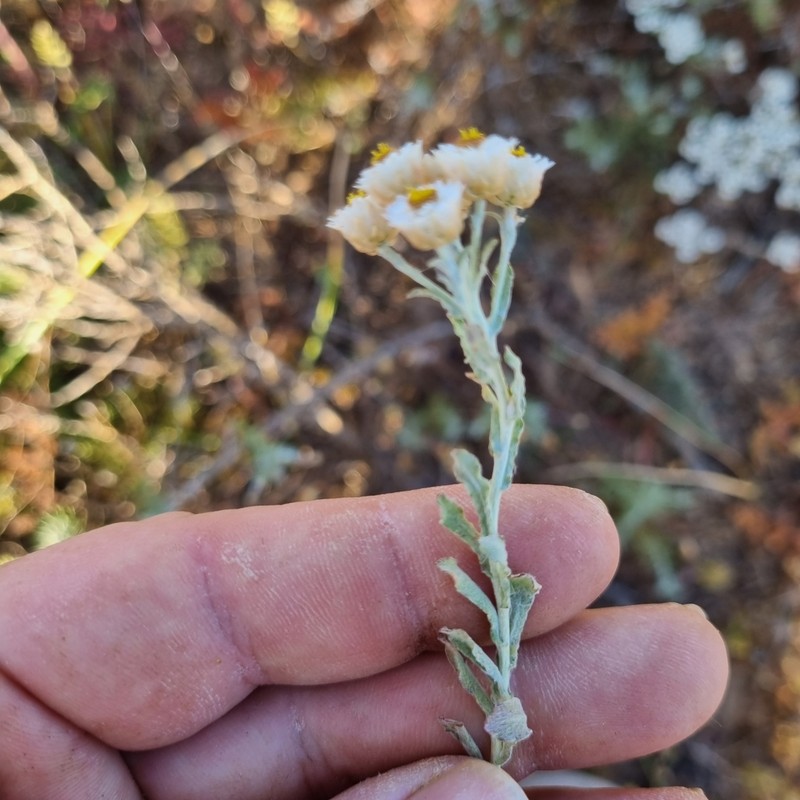 Helichrysum stellatum photo 4