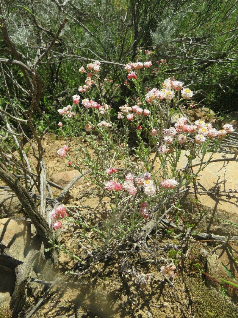 Helichrysum stellatum photo 5
