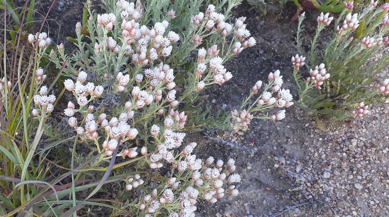 Helichrysum stellatum photo 6