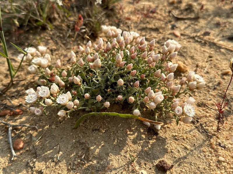 Helichrysum stellatum photo 7