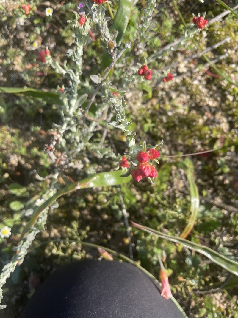 Helichrysum stellatum photo 8