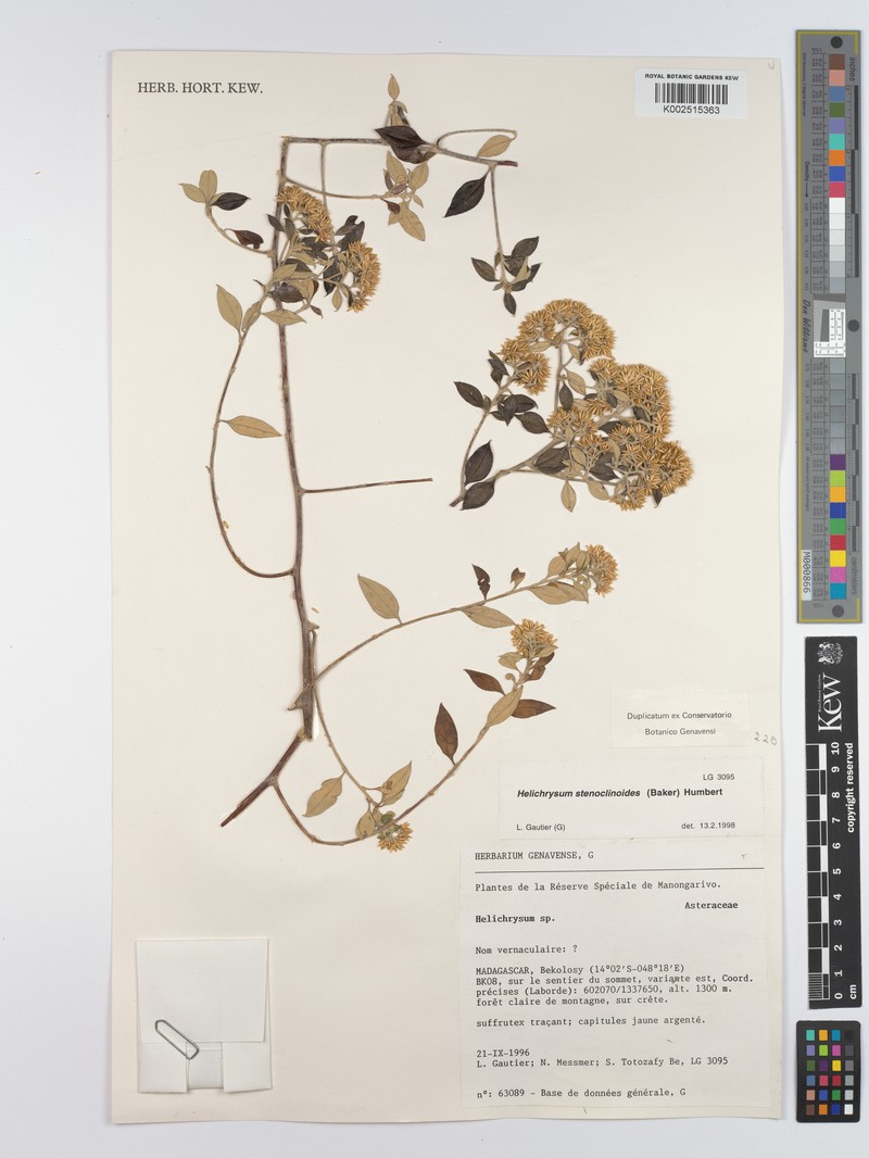 Helichrysum stenoclinoides