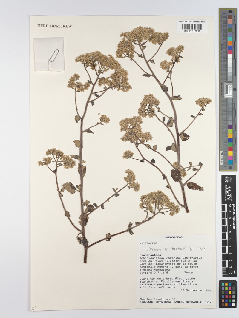 Helichrysum stenoclinoides photo 2