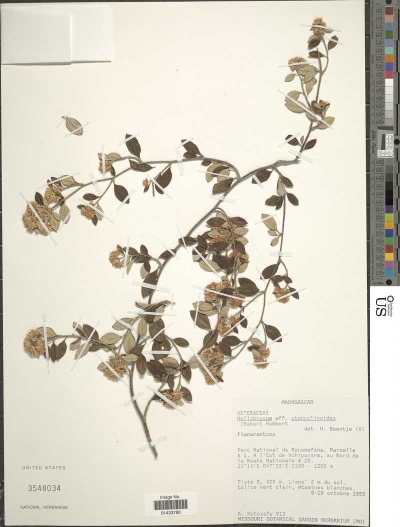 Helichrysum stenoclinoides photo 4