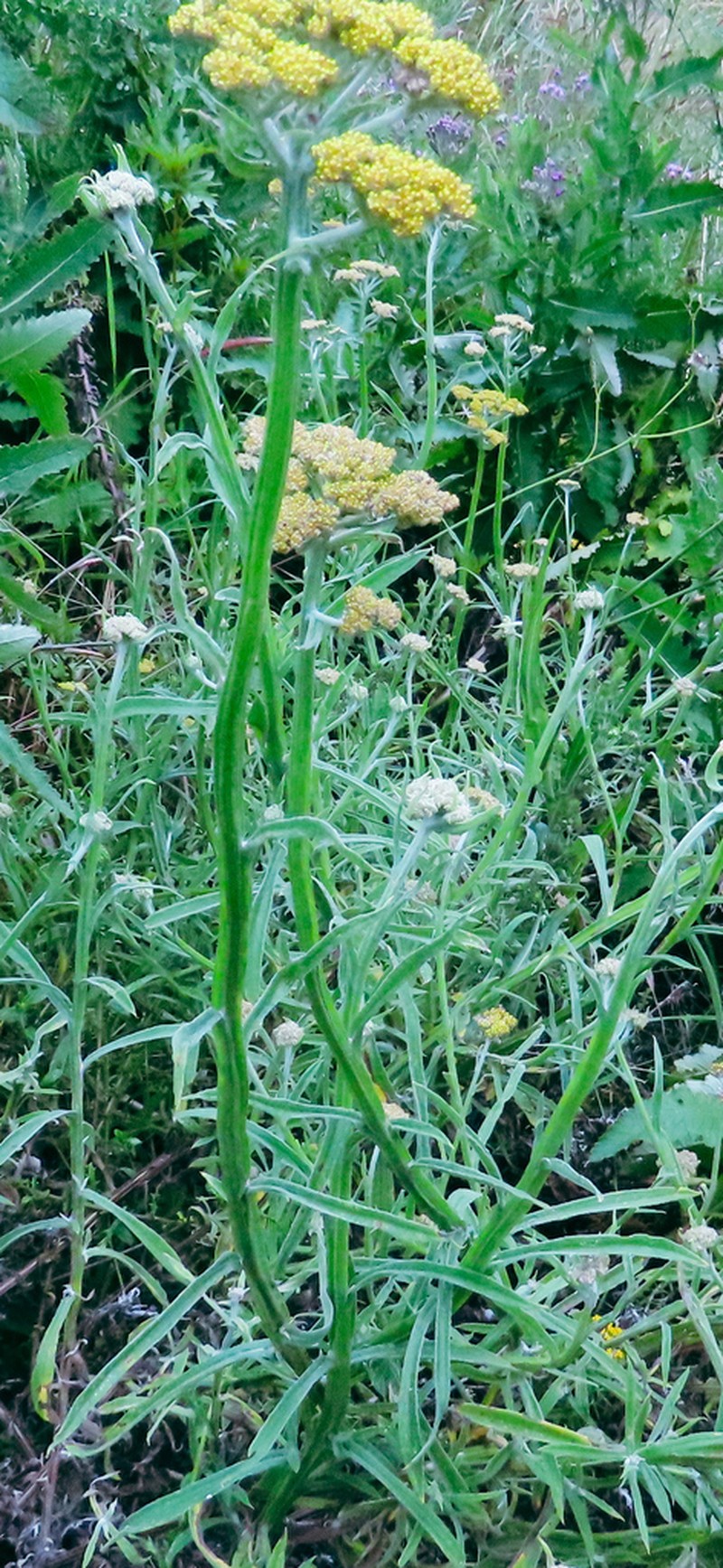 Helichrysum stenopterum photo 2