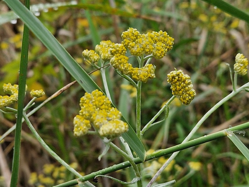 Helichrysum stenopterum photo 3