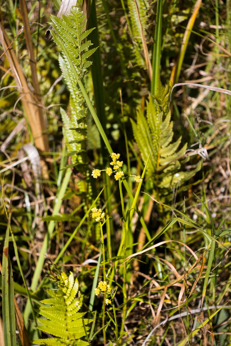 Helichrysum stenopterum photo 4
