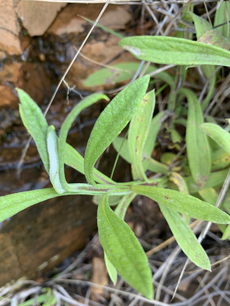 Helichrysum stenopterum photo 5
