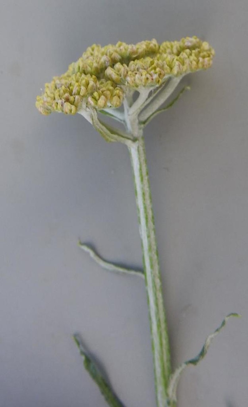 Helichrysum stenopterum photo 6