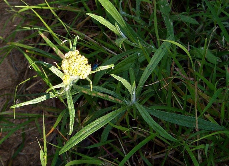 Helichrysum stenopterum photo 7