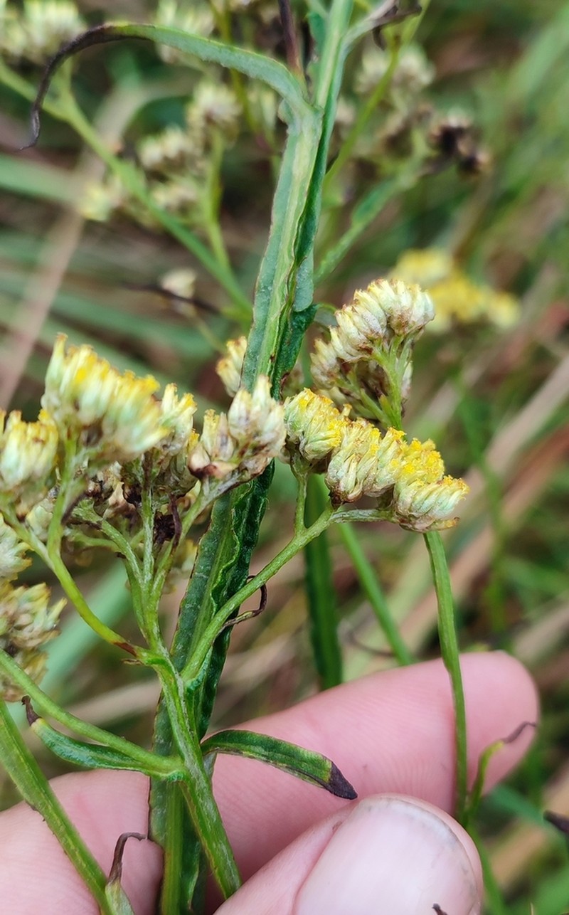 Helichrysum stenopterum photo 8