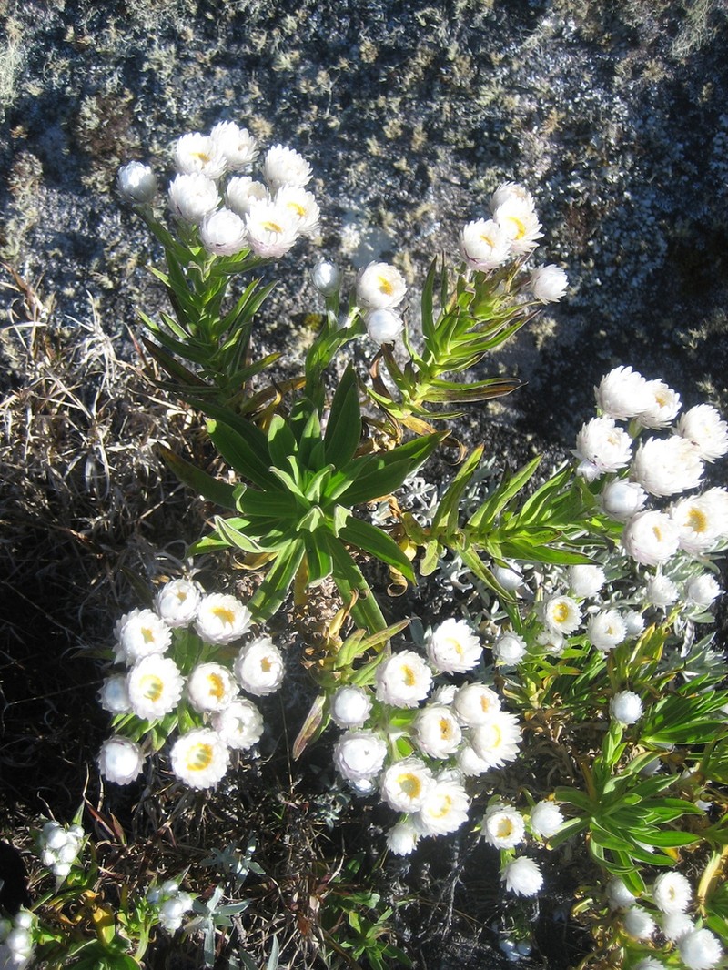 Helichrysum stilpnocephalum