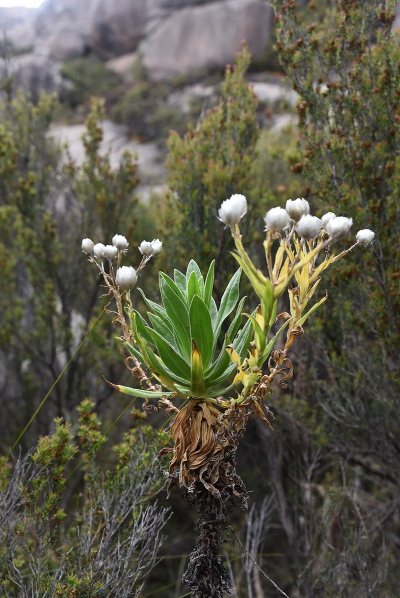 Helichrysum stilpnocephalum photo 3