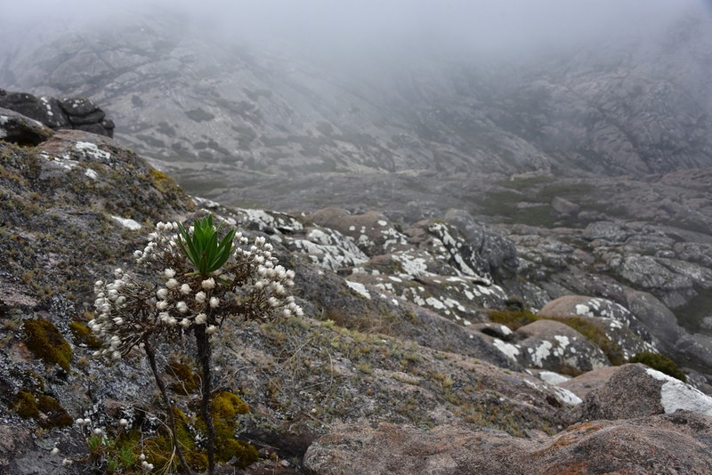 Helichrysum stilpnocephalum photo 4