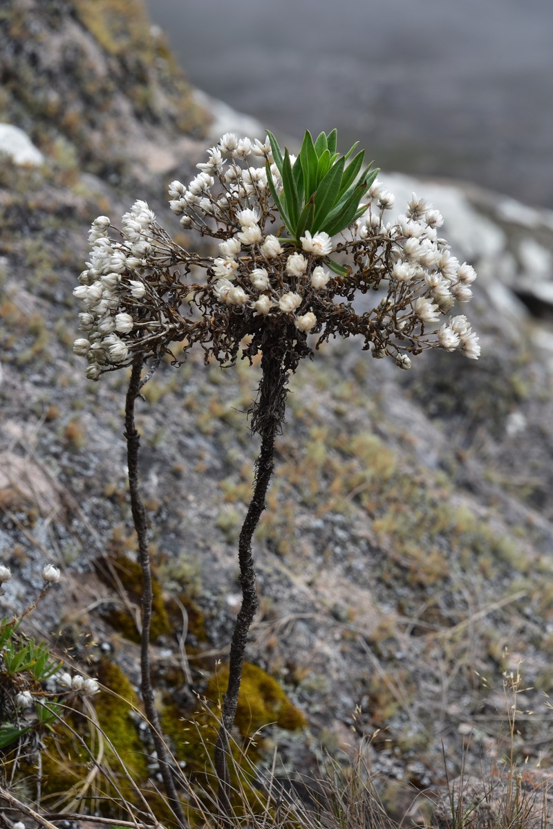 Helichrysum stilpnocephalum photo 5