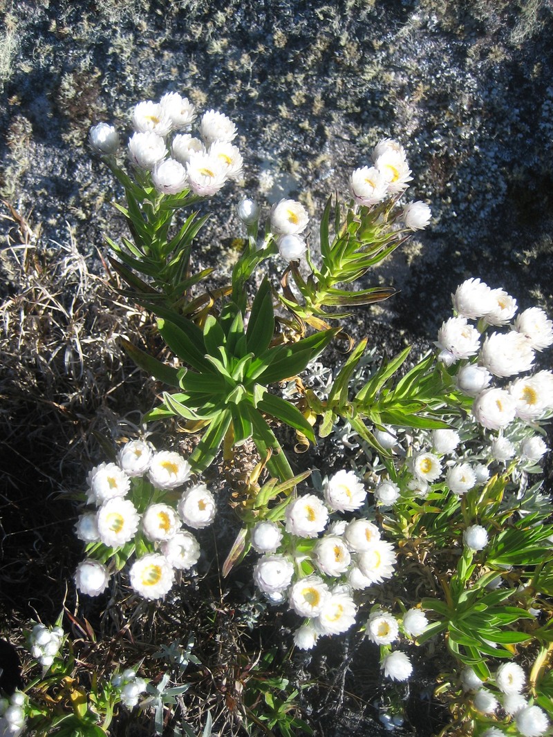 Helichrysum stilpnocephalum photo 6