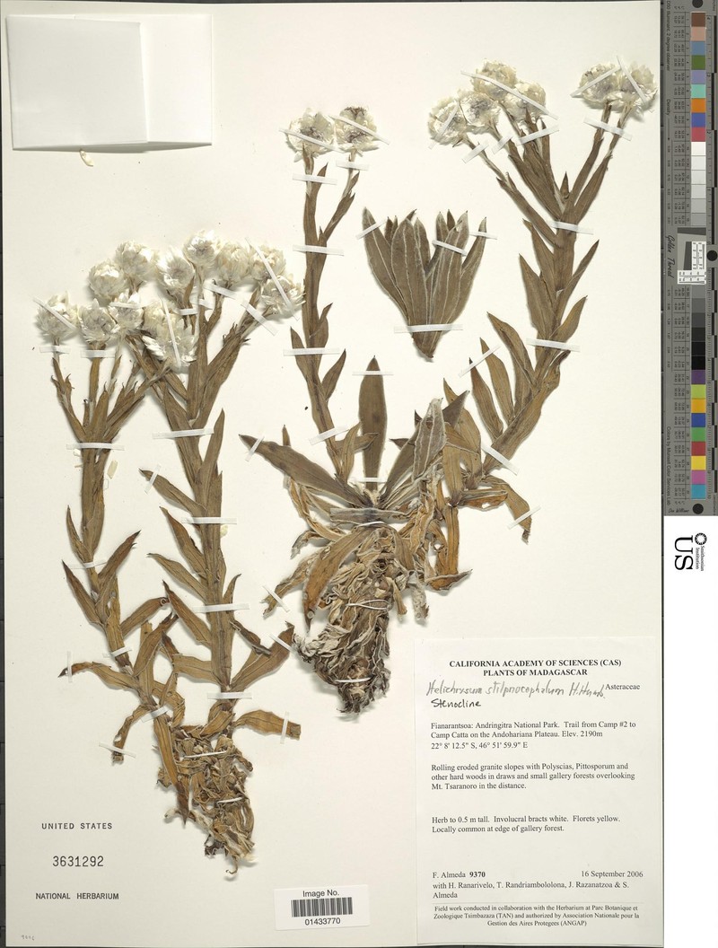 Helichrysum stilpnocephalum photo 7