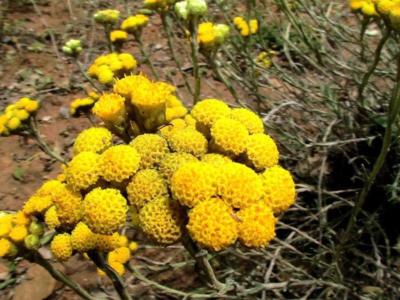 Helichrysum stoechas