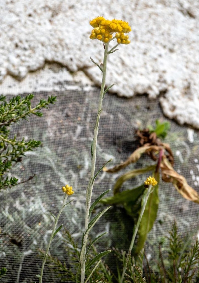 Helichrysum stoechas photo 2