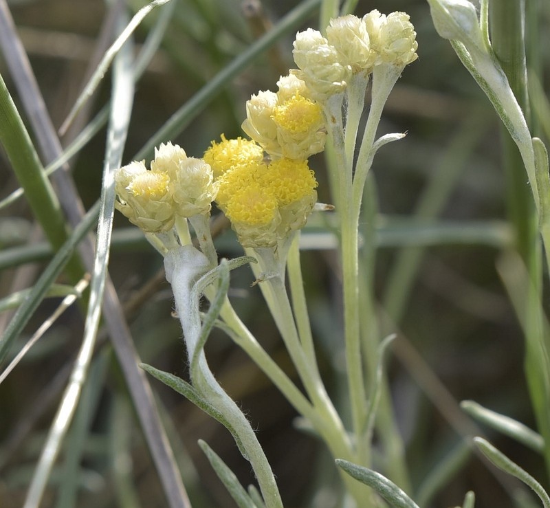 Helichrysum stoechas photo 3