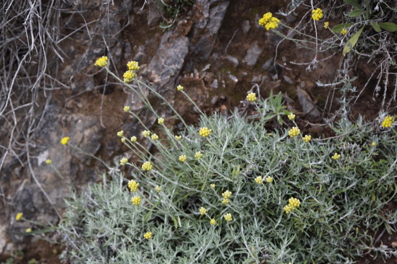 Helichrysum stoechas photo 4