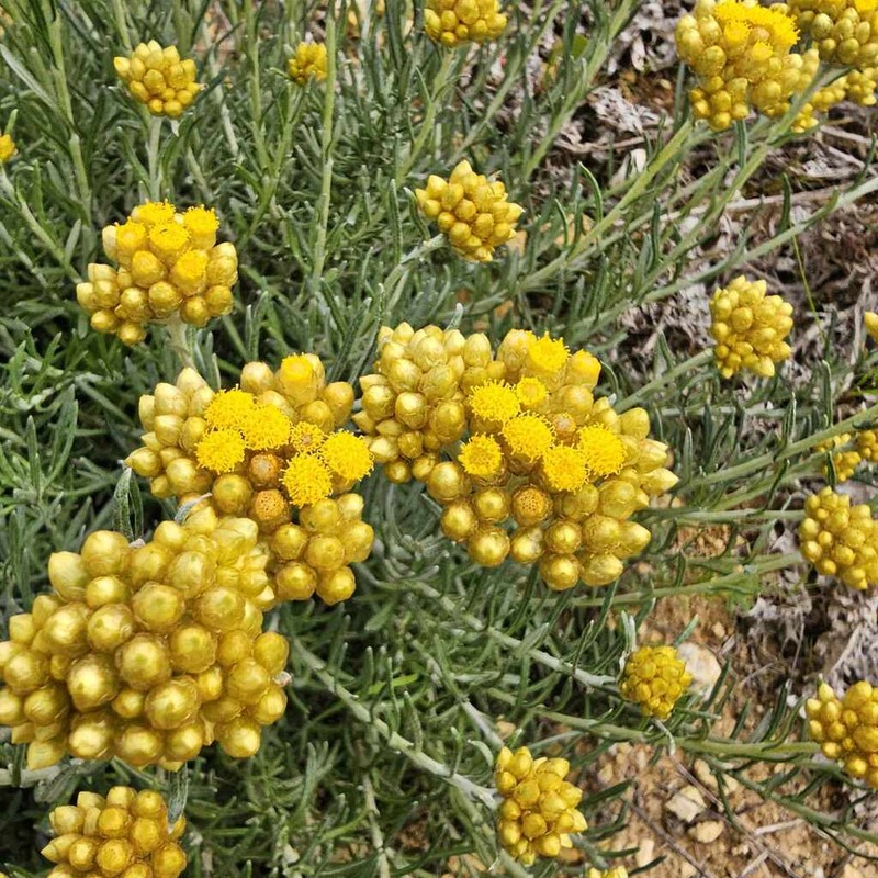 Helichrysum stoechas photo 5