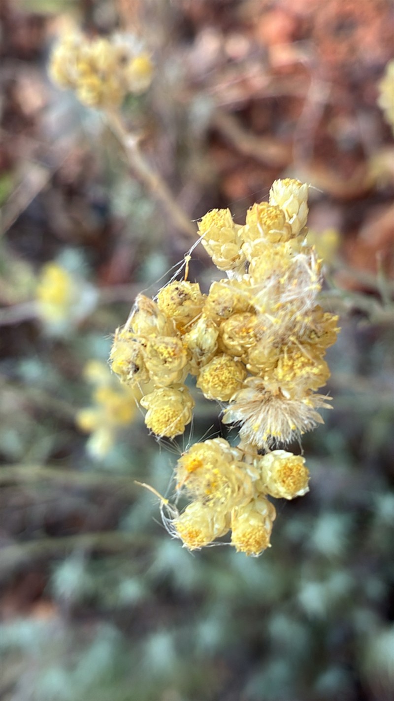 Helichrysum stoechas photo 6