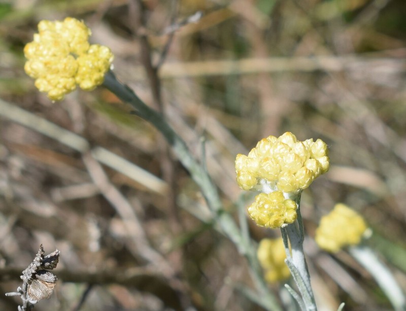 Helichrysum stoechas photo 7