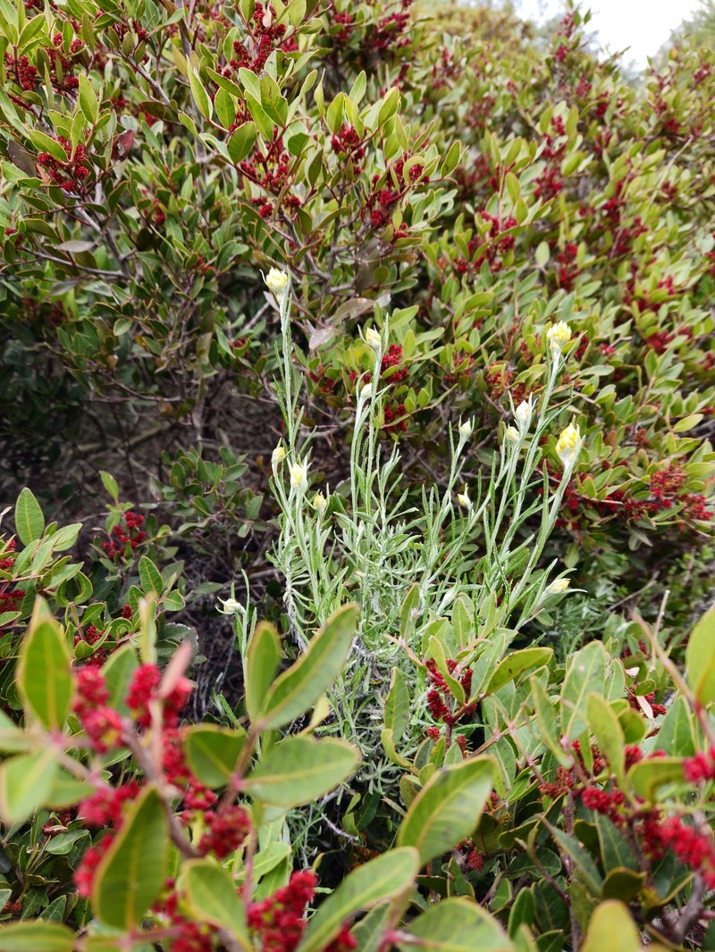 Helichrysum stoechas subsp. barrelieri photo 2