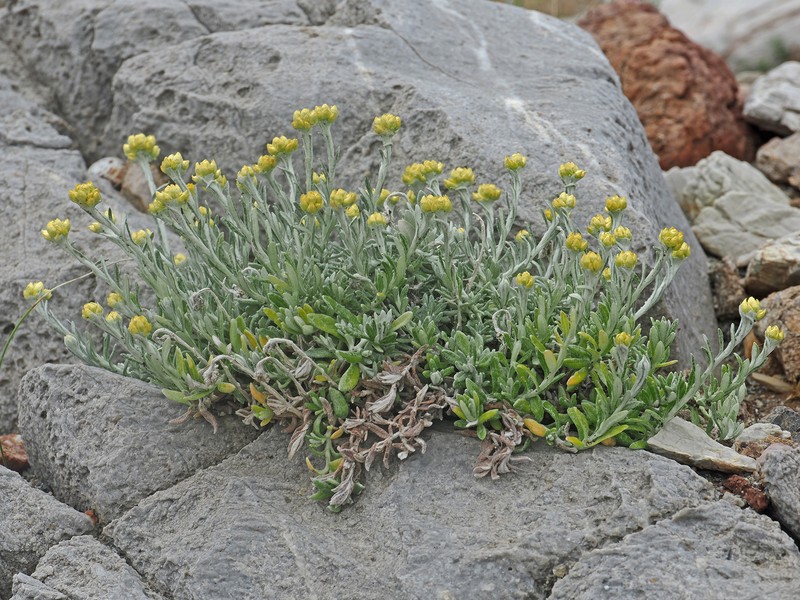 Helichrysum stoechas subsp. barrelieri photo 3